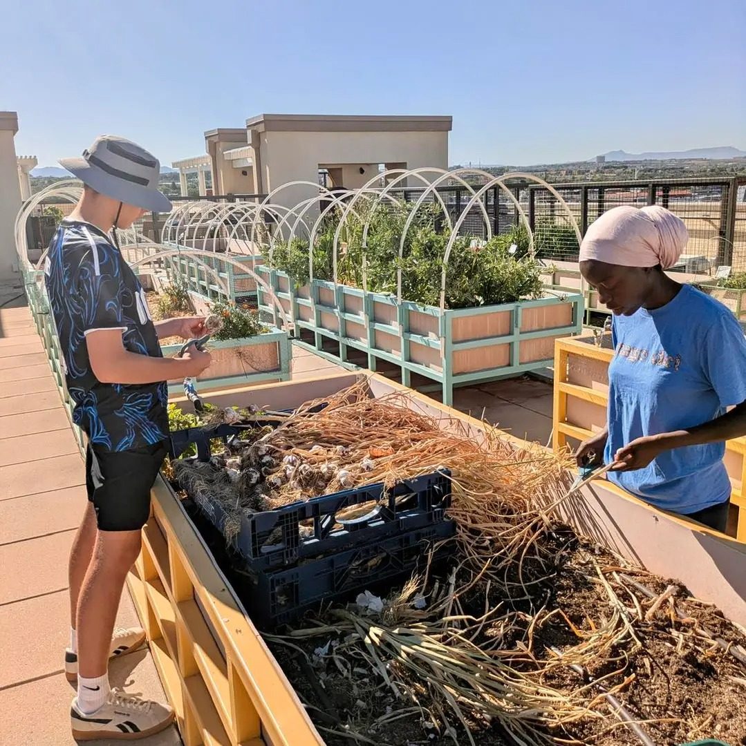Two volunteers clearing a raised bed