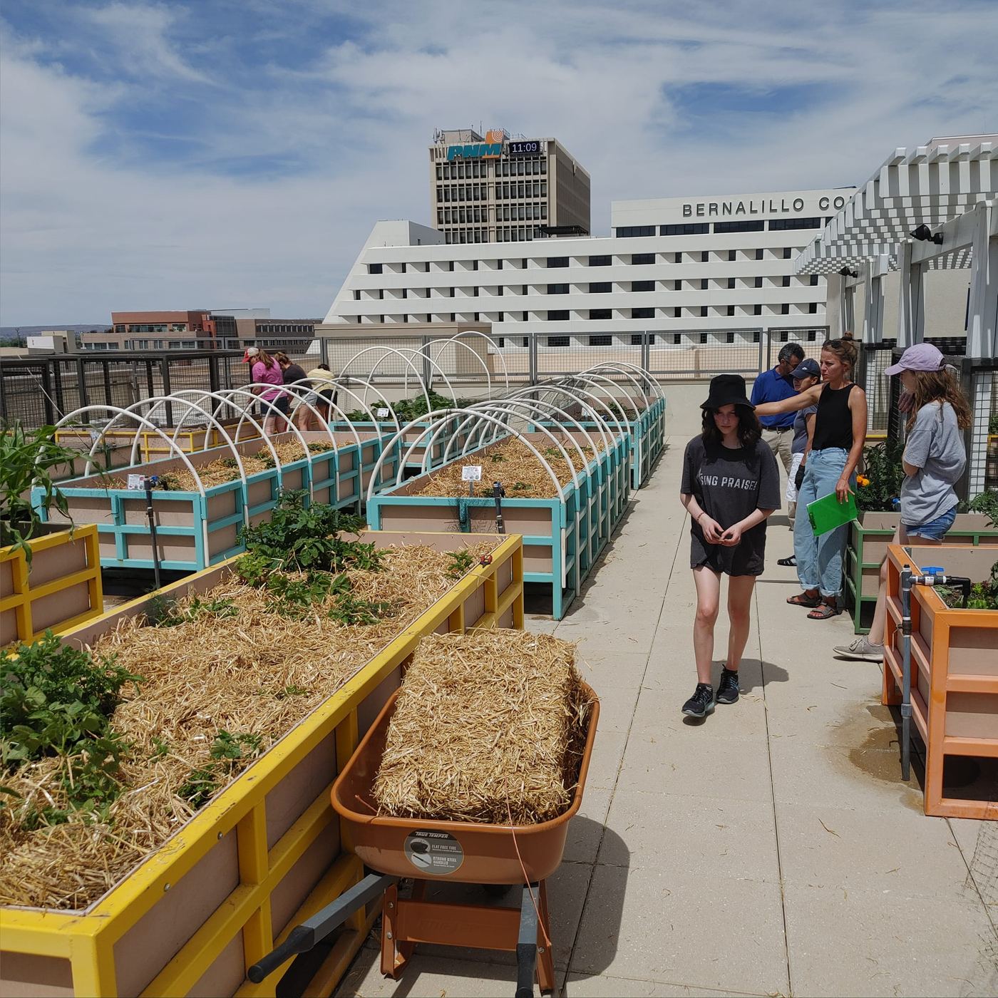 Raised beds in a rooftop garden downtown