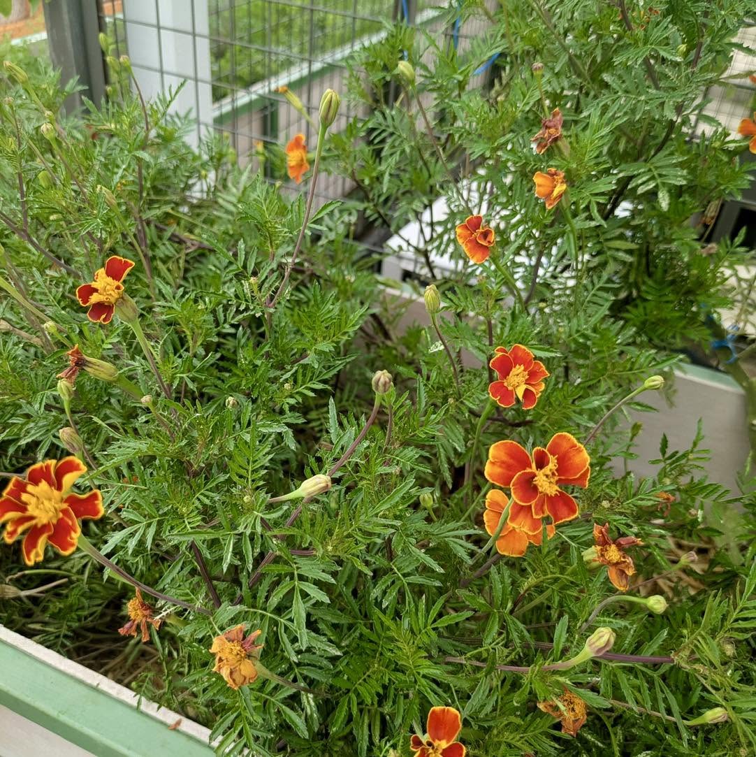 Marigolds blooming in a garden bed