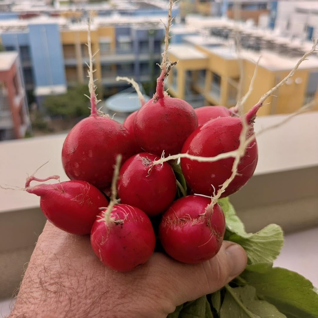 A hand holding a bunch of fresh radishes