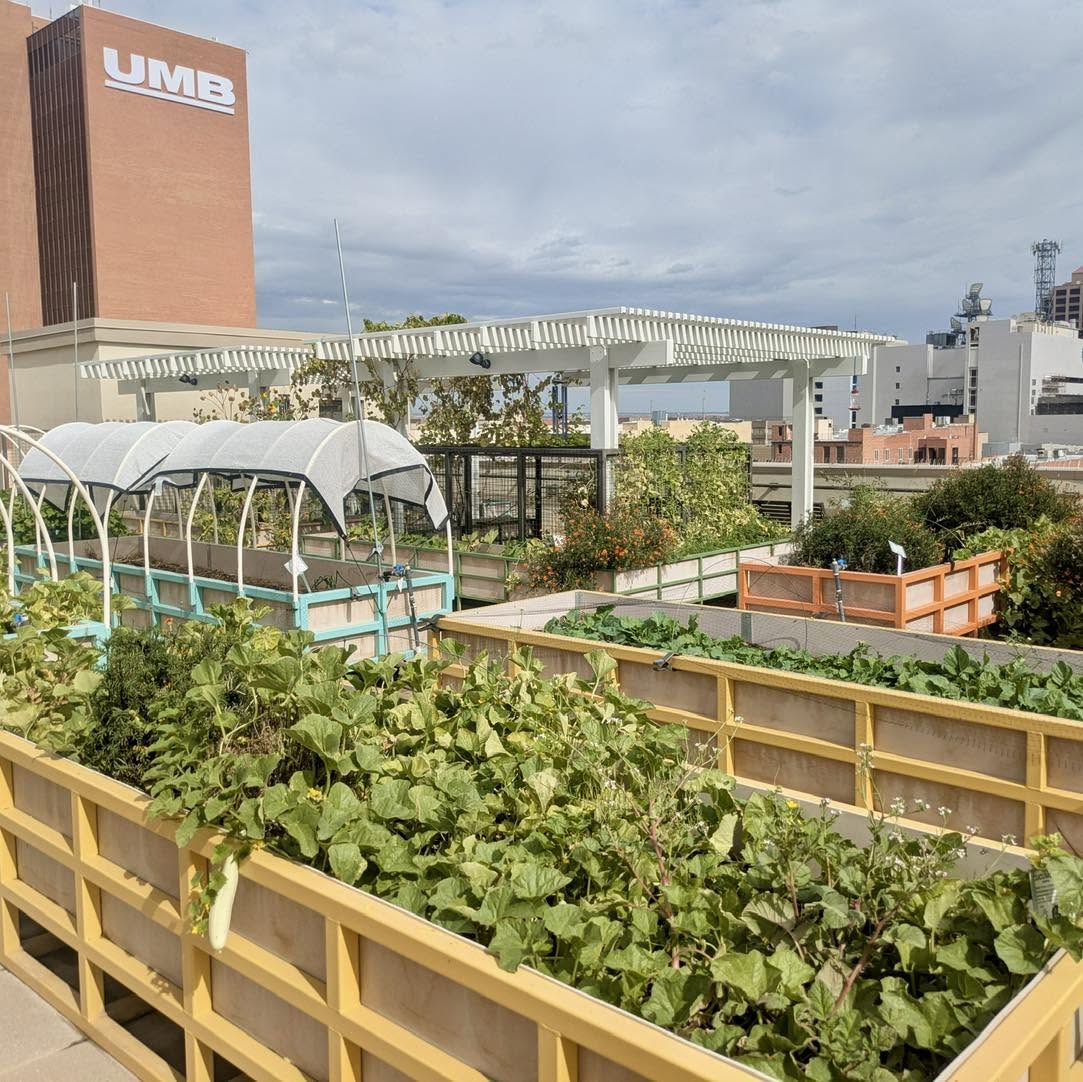 Rows of raised beds on a downtown rooftop