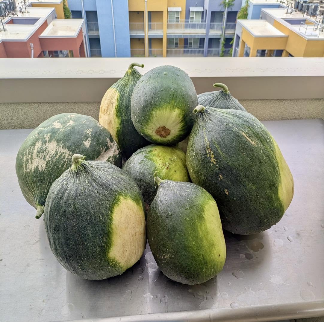 A pile of freshly harvested squash