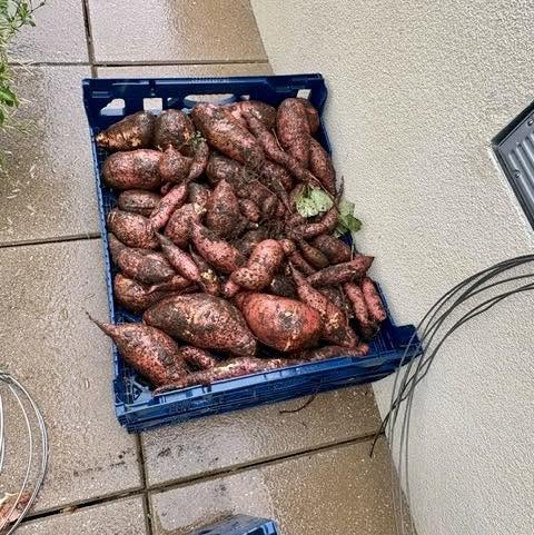 A crate of sweet potatoes